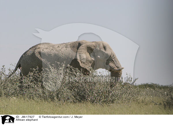 Afrikanischer Elefant / African elephant / JM-17927