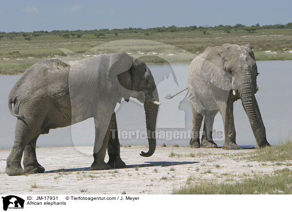 Afrikanische Elefanten / African elephants / JM-17931