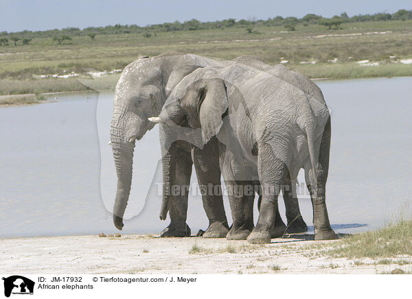 African elephants / JM-17932