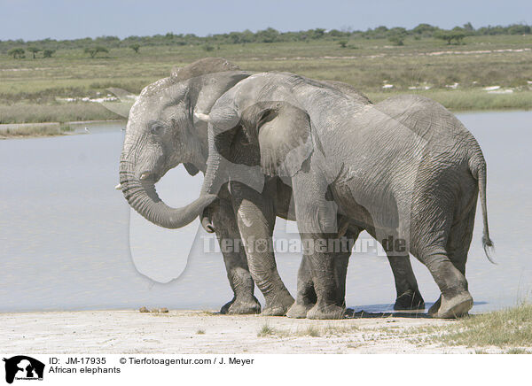 Afrikanische Elefanten / African elephants / JM-17935
