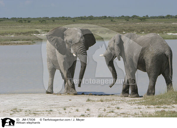 Afrikanische Elefanten / African elephants / JM-17936