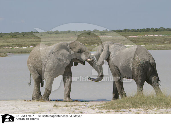 Afrikanische Elefanten / African elephants / JM-17937