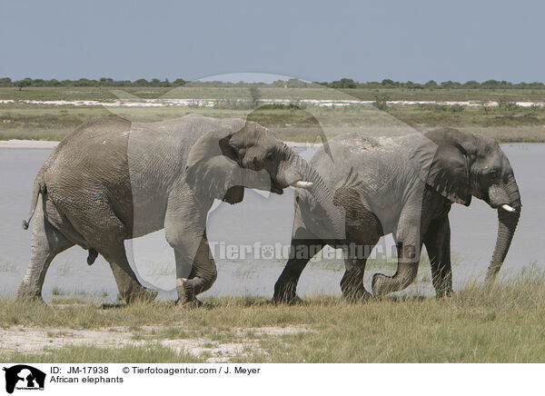 Afrikanische Elefanten / African elephants / JM-17938