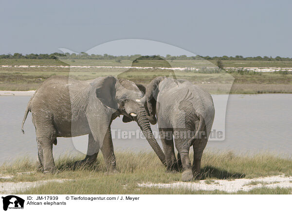 Afrikanische Elefanten / African elephants / JM-17939