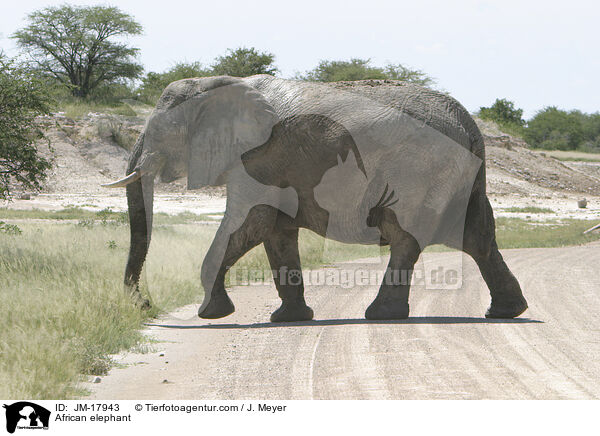 Afrikanischer Elefant / African elephant / JM-17943