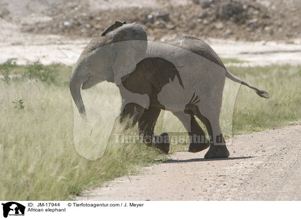 Afrikanischer Elefant / African elephant / JM-17944