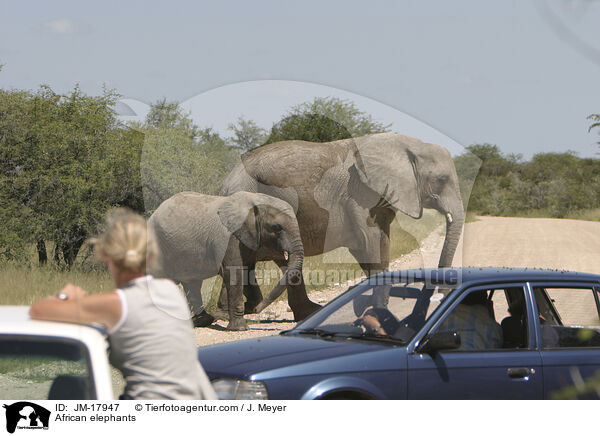 Afrikanische Elefanten / African elephants / JM-17947