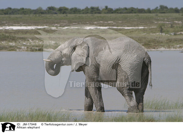 Afrikanischer Elefant / African elephant / JM-17948