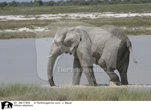 Afrikanischer Elefant / African elephant / JM-17950