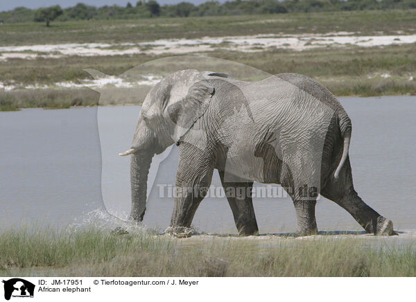 Afrikanischer Elefant / African elephant / JM-17951