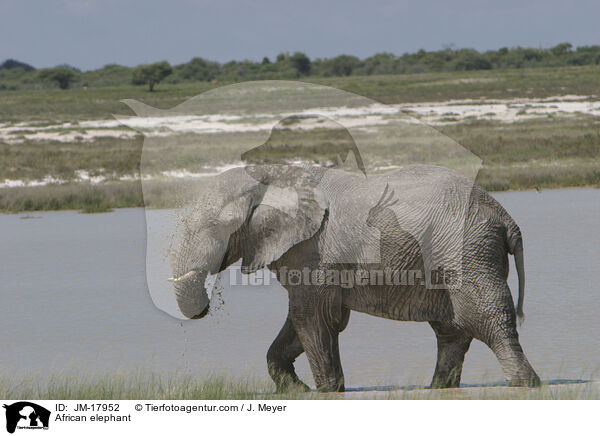 Afrikanischer Elefant / African elephant / JM-17952