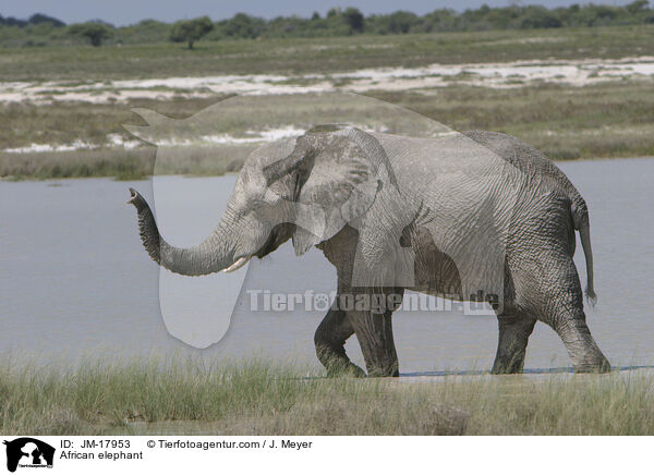 Afrikanischer Elefant / African elephant / JM-17953