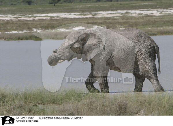 Afrikanischer Elefant / African elephant / JM-17954