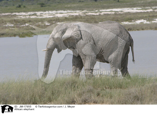 Afrikanischer Elefant / African elephant / JM-17955