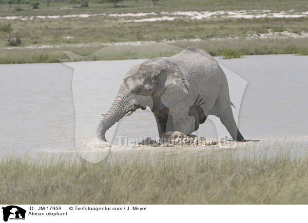 Afrikanischer Elefant / African elephant / JM-17959