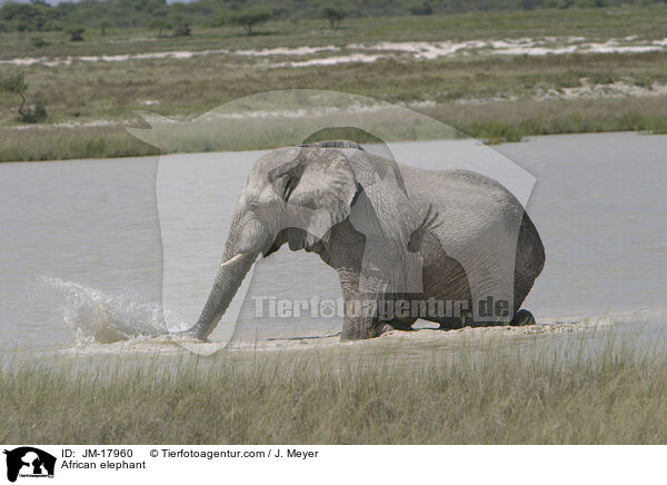 Afrikanischer Elefant / African elephant / JM-17960