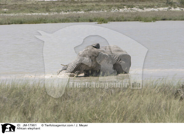 Afrikanischer Elefant / African elephant / JM-17961