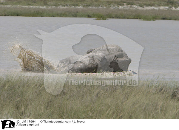 Afrikanischer Elefant / African elephant / JM-17964