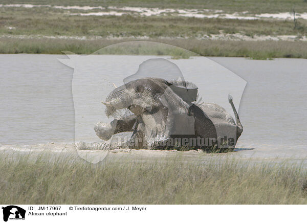 Afrikanischer Elefant / African elephant / JM-17967