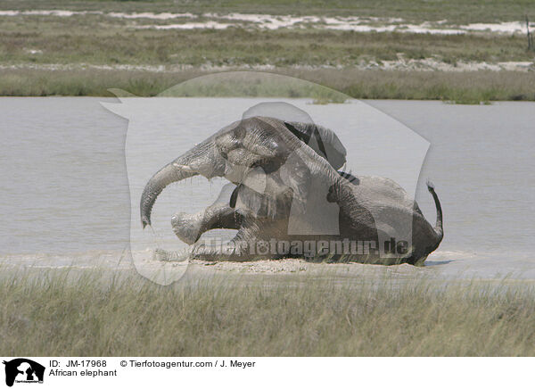 Afrikanischer Elefant / African elephant / JM-17968