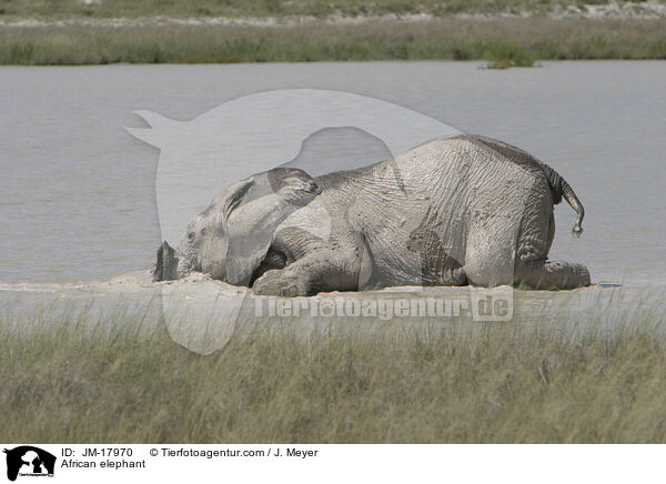 Afrikanischer Elefant / African elephant / JM-17970
