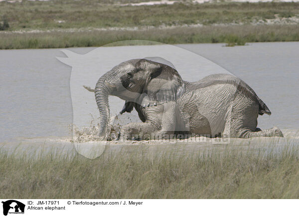 Afrikanischer Elefant / African elephant / JM-17971