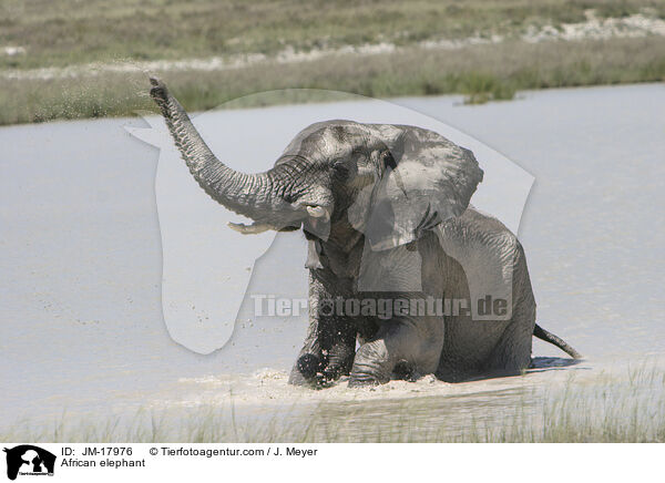Afrikanischer Elefant / African elephant / JM-17976