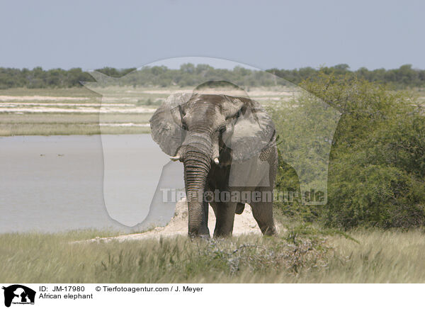 Afrikanischer Elefant / African elephant / JM-17980