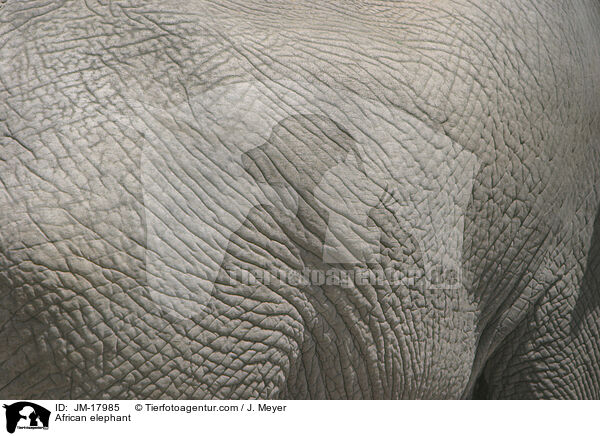 Afrikanischer Elefant / African elephant / JM-17985