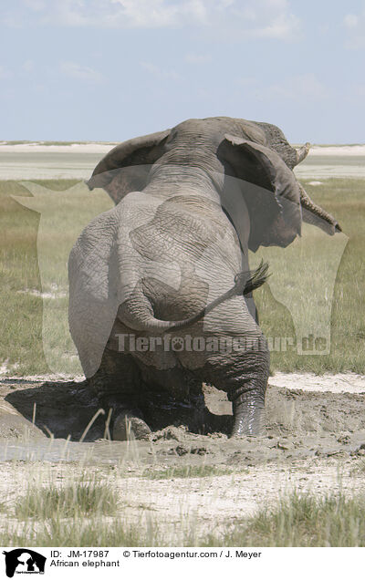 Afrikanischer Elefant / African elephant / JM-17987