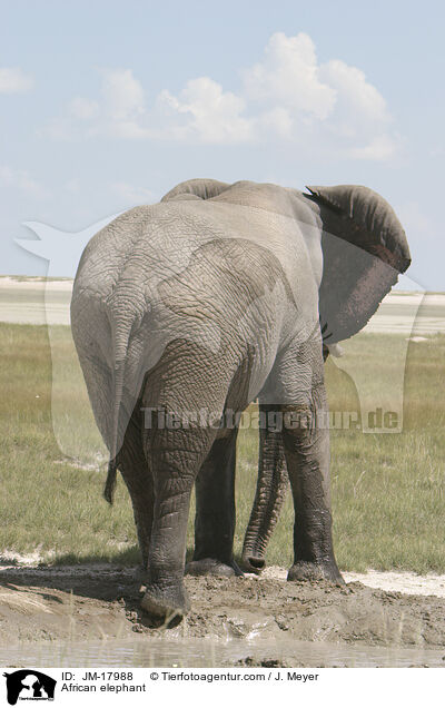Afrikanischer Elefant / African elephant / JM-17988