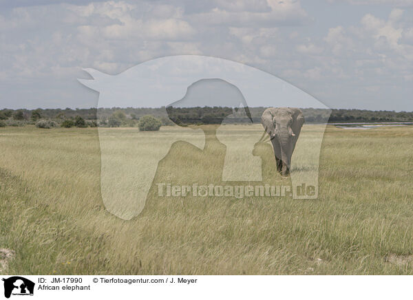 Afrikanischer Elefant / African elephant / JM-17990