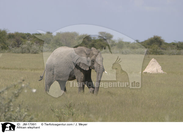 Afrikanischer Elefant / African elephant / JM-17991