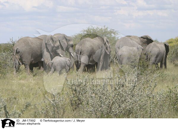 Afrikanische Elefanten / African elephants / JM-17992