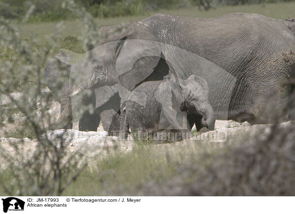 African elephants / JM-17993