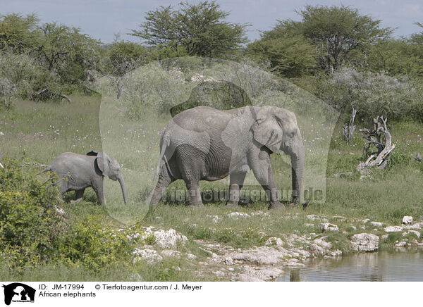 African elephants / JM-17994