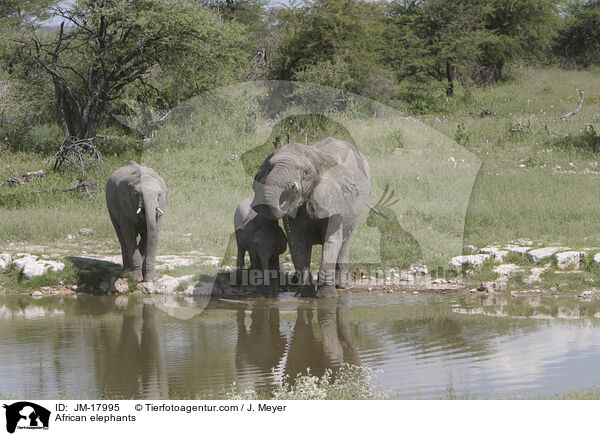 African elephants / JM-17995