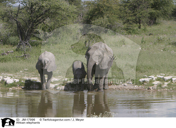 African elephants / JM-17996