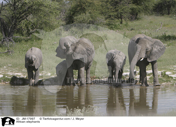 Afrikanische Elefanten / African elephants / JM-17997