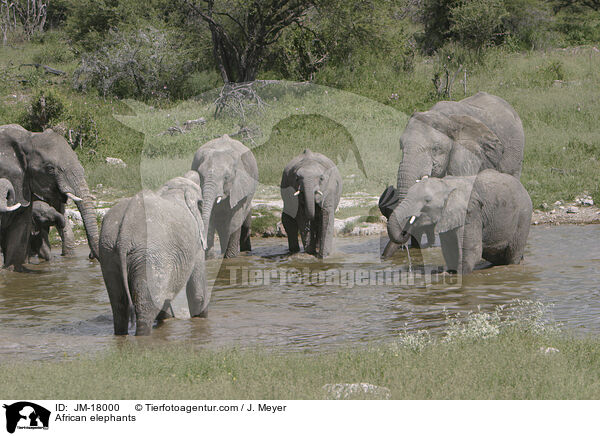Afrikanische Elefanten / African elephants / JM-18000