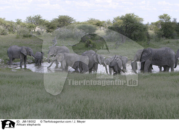 Afrikanische Elefanten / African elephants / JM-18002
