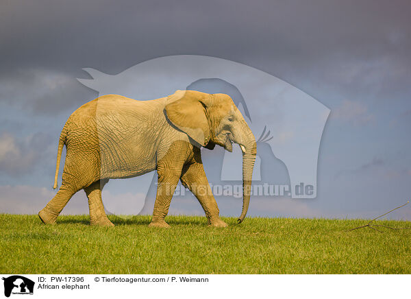 Afrikanischer Elefant / African elephant / PW-17396