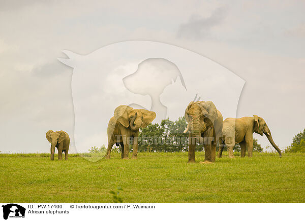 African elephants / PW-17400