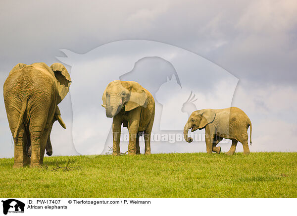 African elephants / PW-17407