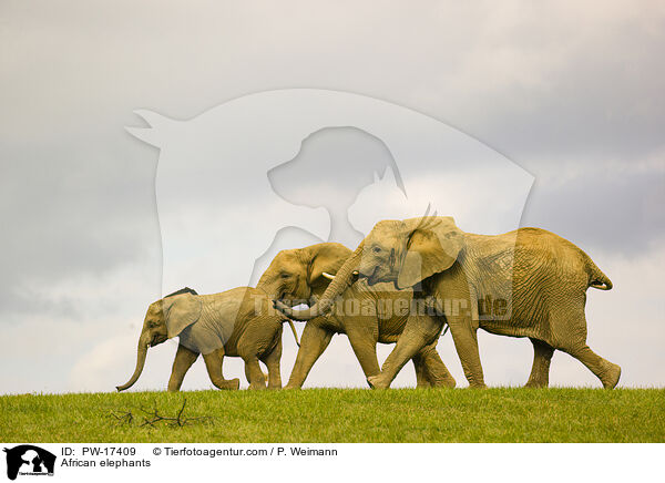 African elephants / PW-17409