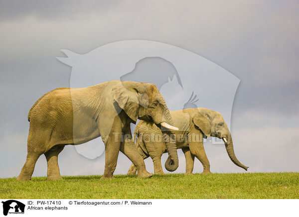 African elephants / PW-17410