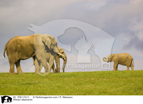 Afrikanische Elefanten / African elephants / PW-17411