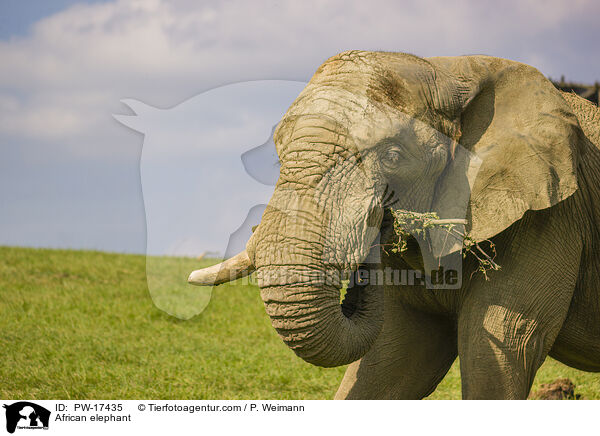 African elephant / PW-17435