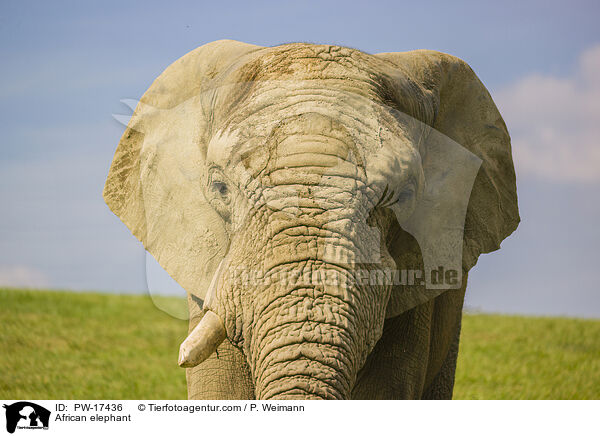 Afrikanischer Elefant / African elephant / PW-17436