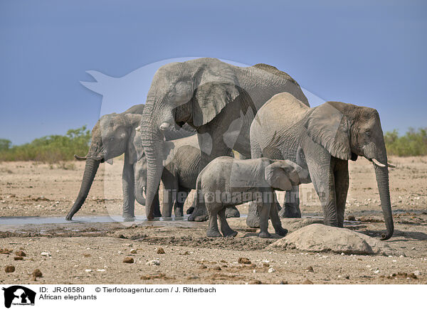 Afrikanische Elefanten / African elephants / JR-06580